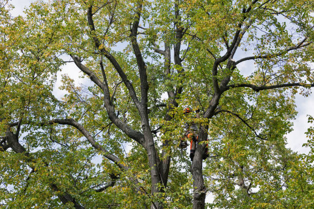 How Our Tree Care Process Works  in  Fremont Hills, MO
